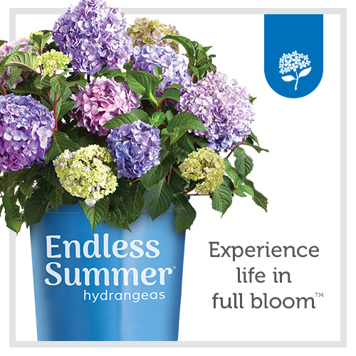 Endless Summer standard banner ad for paid advertising campaign.