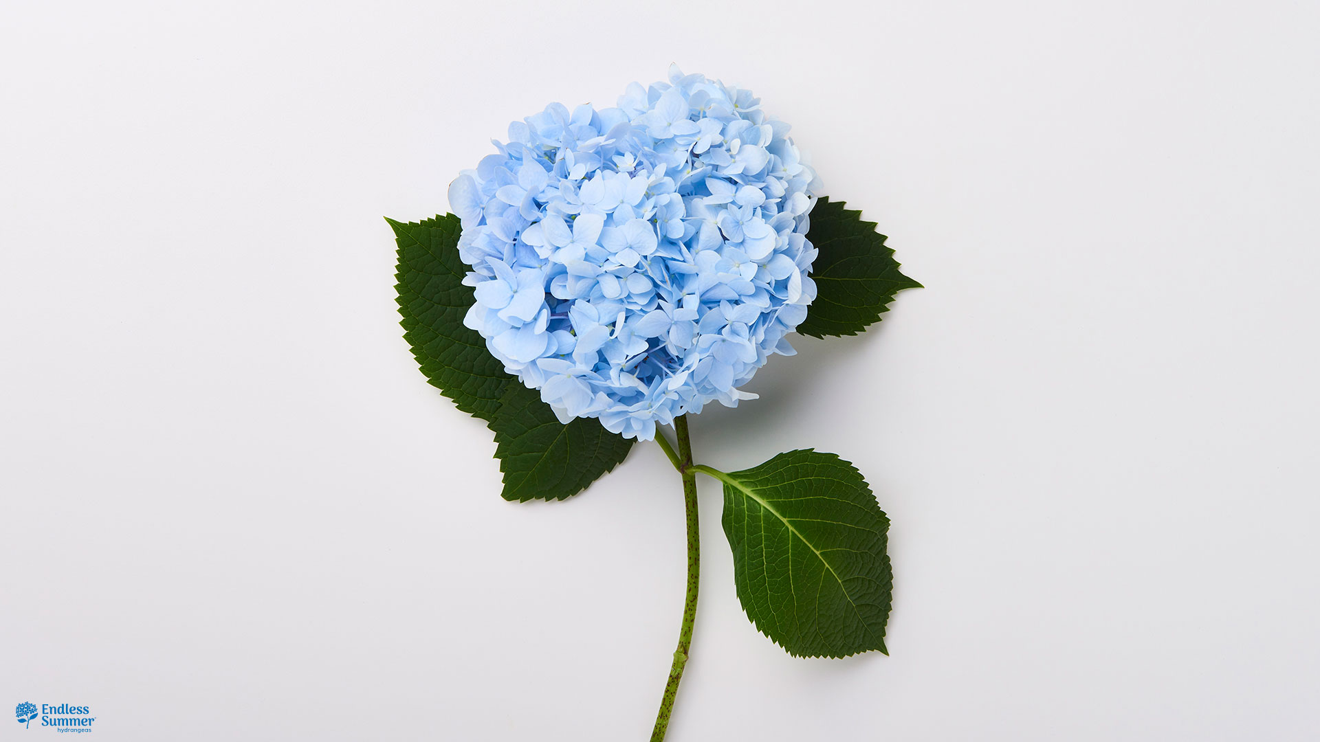 Art directed photo shoot of Bailey Nursery hydrangea for advertising campaign - blue and heart flower background.