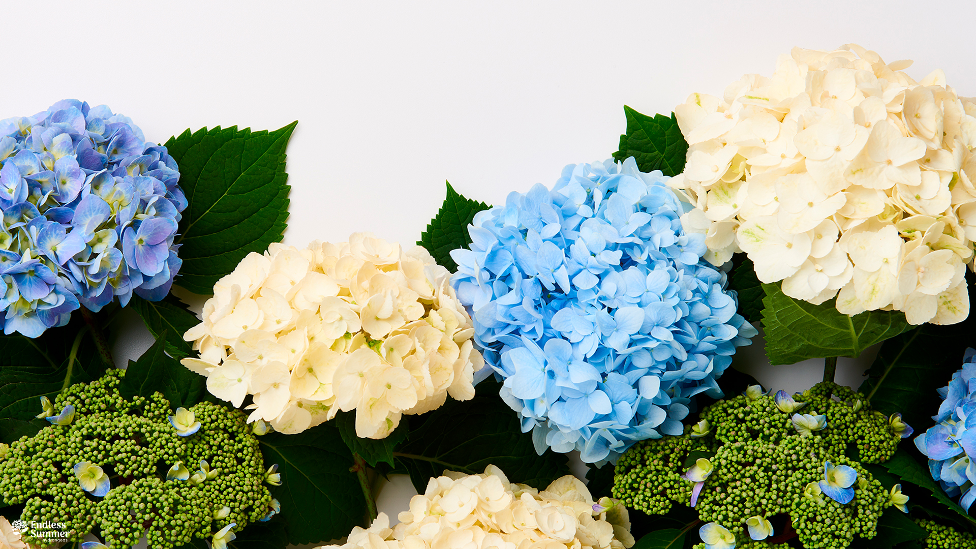 Art directed photo shoot of Bailey Nursery hydrangea for advertising campaign - blue and white flower background.