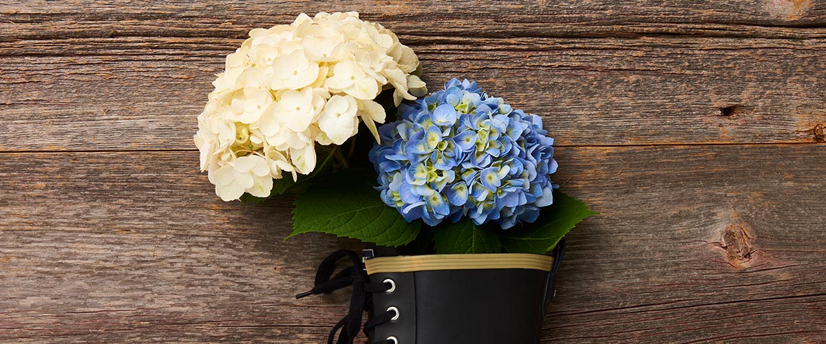 Blue and white hydrangea in a boot thumbnail for portfolio work highlight